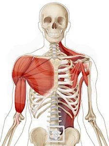 Picture of the shoulder muscles