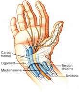 medical anatomy of carpal tunnel